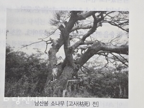 고사하기 전 남산봉‘배꼽 소나무’의 모습. 아름드리 컸던 소나무는 마을 어린이들의 놀이터가 됐다. (사진=면천면지)