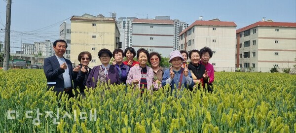 폐가가 많았던 마을에 주민들이 유채꽃, 코스모스, 청보리 꽃밭을 만들어 가꿔가고 있다.
