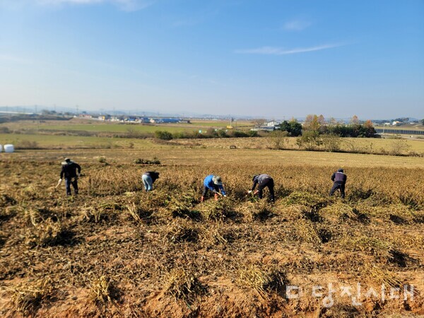 당진시에서 추진하는 공공형 계절근로사업의 근로자가 일하는 모습