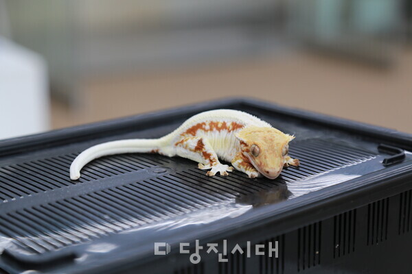 크레스티드 게코