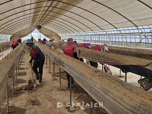 한국생활개선당진시연합회가 집중호우로 인해 수해가 발생한 농가들의 빠른 복구를 위해 봉사에 참여하고 있다.