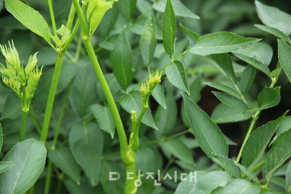 매일 아침 저녁으로 자라나는 여름두릅의 어린 순
