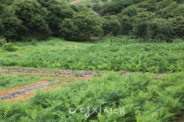 제철을 맞은 여름 두릅