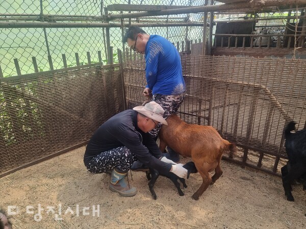 유산한 어미 염소가 죽어 젖을 물지 못하는 새끼염소가 다른 어미 염소의 젖을 먹고 있다. 이에 윤석남 씨는 새끼 염소를 살리기 위해 매일 다른 어미 염소를 붙잡아 새끼 염소들에게 젖을 물리고 있다.