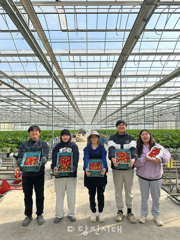 B동에서는 지난 14일부터 딸기 수확을 시작했다.