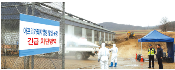 순성면 소재 양돈농가에서 아프리카돼지열병(ASF)이 발생해 관계 당국이 긴급 방영에 나섰다(사진은 AI 생성이미지)