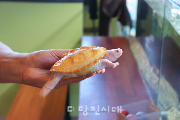 테라핀