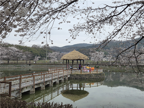 골정지의 봄