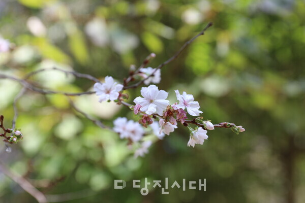 춘추벚꽃